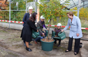 Bundesministerin Geywitz und Ministerin Schüle gießen eine junge Esskastanie aus der Branitzer Baumuniversität