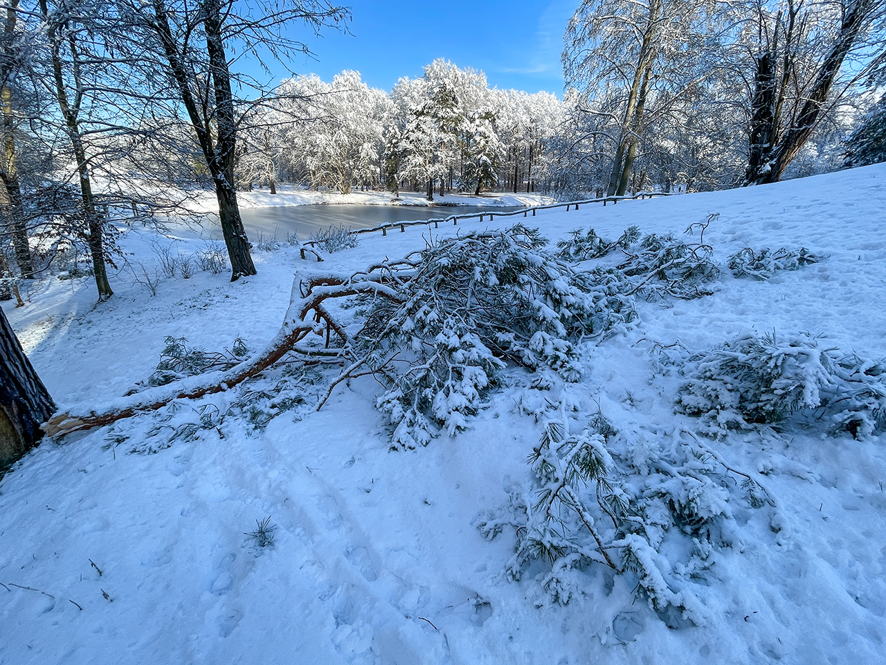 Ein Ast einer Kiefer ist durch die Schneelast abgebrochen und versperrt am Hermannsberg im Branitzer Park den Weg.