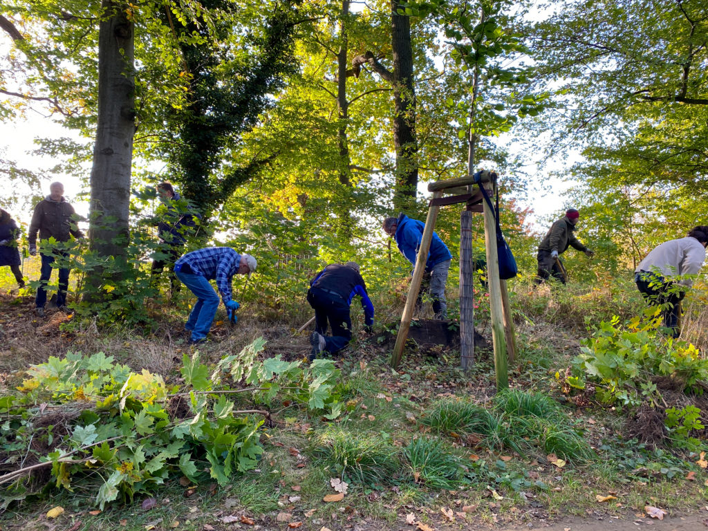 Mehrere Menschen roden Unkraut an einem kleinen Hügel im Branitzer Park