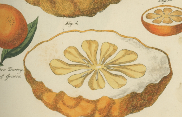 Historische Grafik einer botanischen Zeichnung einer Zitrusfrucht